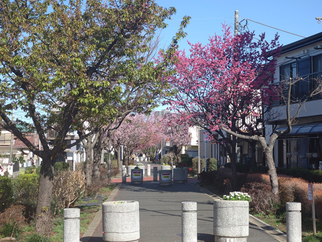 相模が丘仲よし小道【座間市】